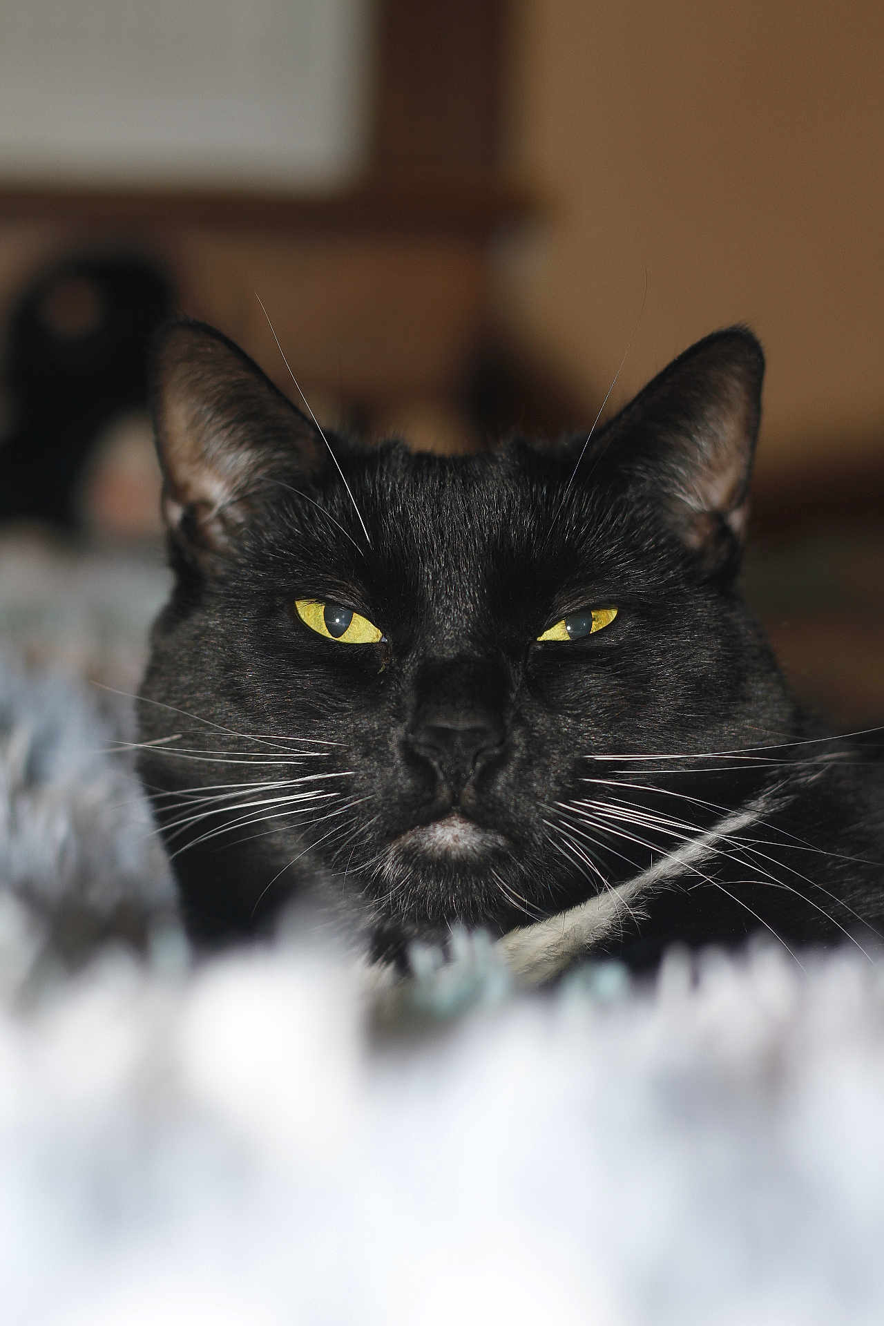 Mistletoe joined the competition — help win amazing prizes! cat, black_cat, close_up, portrait, animal, pet, whiskers, yellow_eyes, feline, indoor, soft_focus, blurred_background, face, fur, domestic_cat, cute, resting, alert, mystery