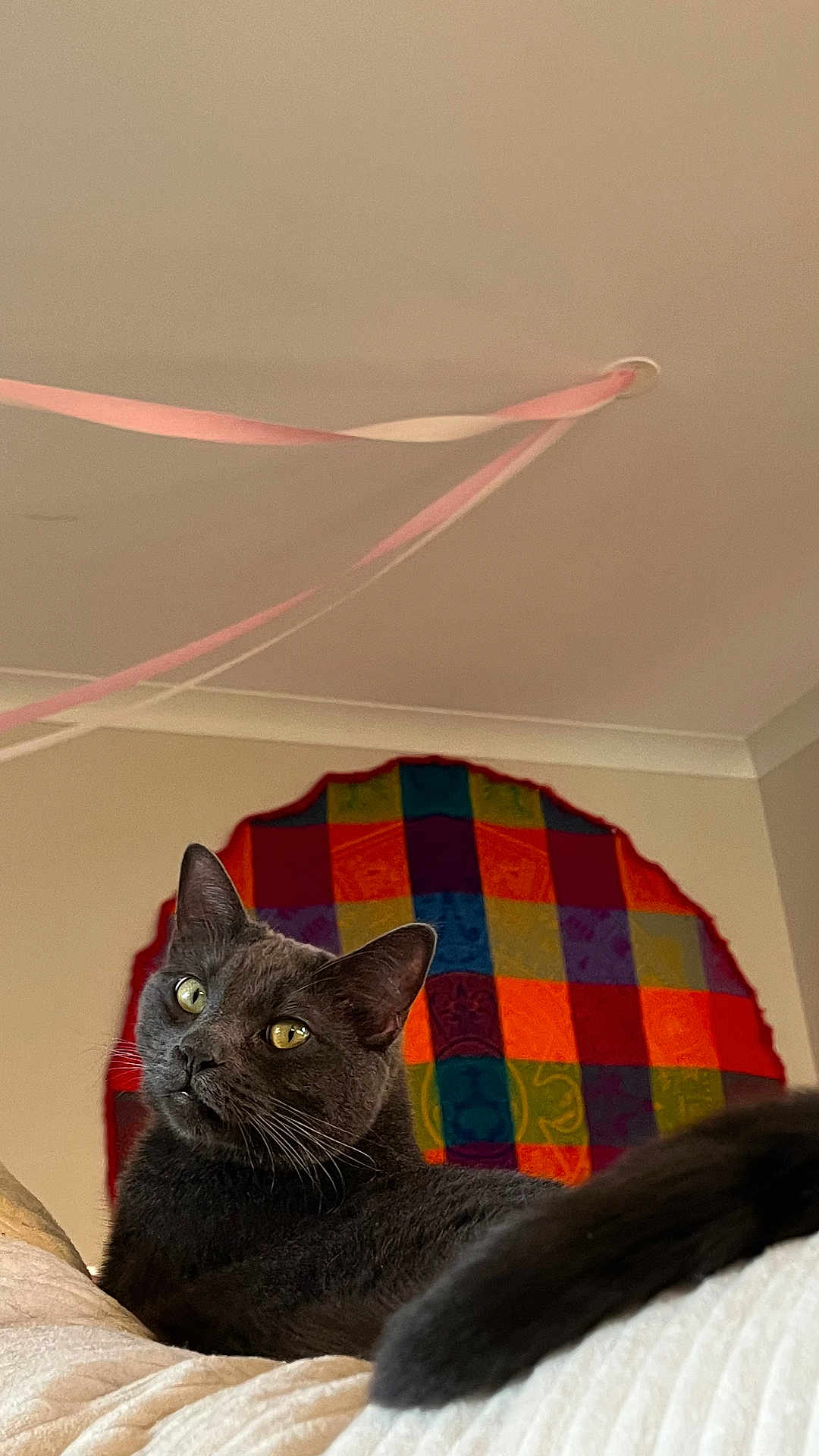 Humo joined the competition — help win amazing prizes! cat, black_cat, pet, indoor, cozy, feline, curious, yellow_eyes, fur, whiskers, tail, colorful_wall_hanging, patchwork, ribbons, ceiling, home, decor, relaxed, animal, portrait