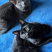 Humo is registered to the contest to win money with this photo: cat, gray_cat, black_cat, pets, animals, feline, whiskers, ears, eyes, fur, lying_down, blue_blanket, indoor, curious, looking_up, two_animals, companions, relaxed, soft_texture, cozy