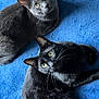 cat, gray_cat, black_cat, pets, animals, feline, whiskers, ears, eyes, fur, lying_down, blue_blanket, indoor, curious, looking_up, two_animals, companions, relaxed, soft_texture, cozy