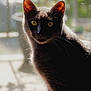 Humo is registered to the contest to win money with this photo: cat, black_cat, silhouette, window, screen, sunlight, shadow, pet, animal, feline, ears, whiskers, indoor, light, nature_blur, closeup, portrait, domestic_cat, curious, eye_glow