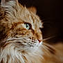 abyssinian, angora, animal, cat, hardwood, kitten, manx, pet, siamese, snout, wood