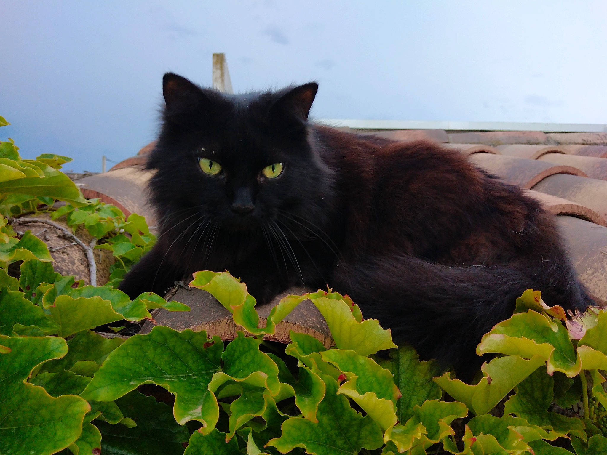 Lilou participe au concours pour gagner de l'argent avec cette photo : annual_plant, black_cat, bombay, carnivore, cat, domestic_short_haired_cat, felidae, fur, grass, groundcover, leaf, plant, small_to_medium_sized_cats, tail, tree, twig, whiskers