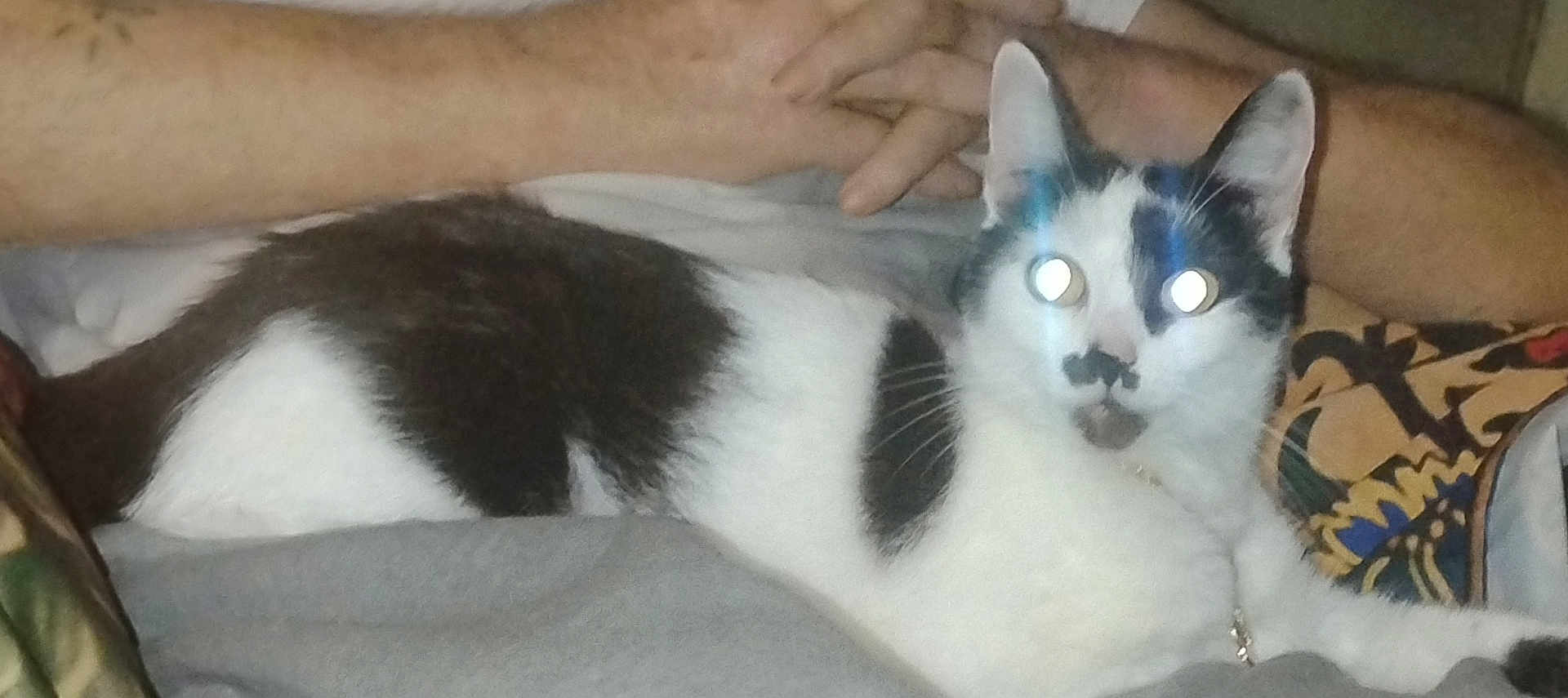 Girlie joined the competition — help win amazing prizes! cat, black_and_white, animal, pet, indoor, lying_down, fur, whiskers, person, arm, flash_reflection, eyes, resting, collar, human, skin, comfort, closeup, domestic, relaxation