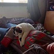 Girlie is registered to the contest to win money with this photo: cat, person, indoor, bed, blanket, window, casual, resting, cozy, sleeping, comfort, clothing, jeans, hoodie, black_and_white_cat, feline, relaxation, natural_light, quiet, home