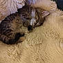 Adèle a rejoint le concours — aidez-le/la à gagner de superbes lots ! kitten, sleeping, fur, cozy, blanket, cute, pet, animal, tabby, resting, soft, furry, domestic_cat, indoor, relaxation, small, cute_pet, comfort, peaceful, nap
