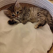 Adèle a rejoint le concours — aidez-le/la à gagner de superbes lots ! kitten, cat, pet, animal, furry, cute, basket, cushion, indoor, resting, young, small, fur, whiskers, ears, paws, domestic, comfort, relaxing, sleepy