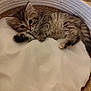 kitten, cat, pet, animal, furry, cute, basket, cushion, indoor, resting, young, small, fur, whiskers, ears, paws, domestic, comfort, relaxing, sleepy