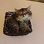 Adèle participe au concours pour gagner de l'argent avec cette photo : kitten, cat, sleeping, basket, furry, cute, pet, indoor, cozy, resting, small, animal, tabby, whiskers, paws, feline, brown, soft, domestic, peaceful