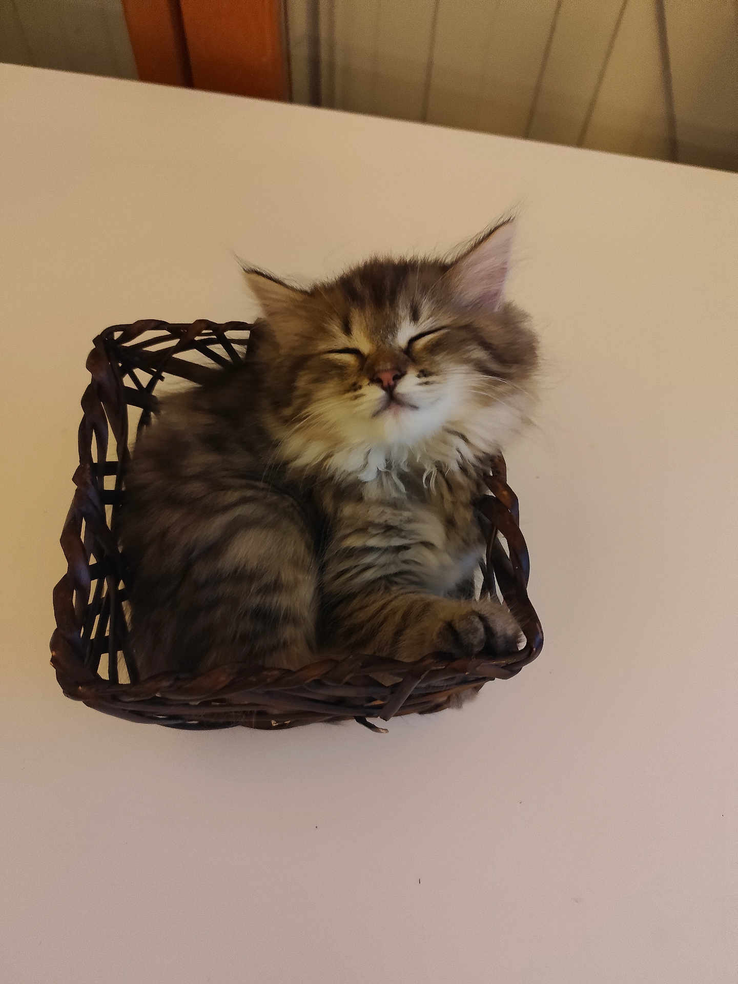 Adèle participe au concours pour gagner de l'argent avec cette photo : kitten, cat, sleeping, basket, furry, cute, pet, indoor, cozy, resting, small, animal, tabby, whiskers, paws, feline, brown, soft, domestic, peaceful