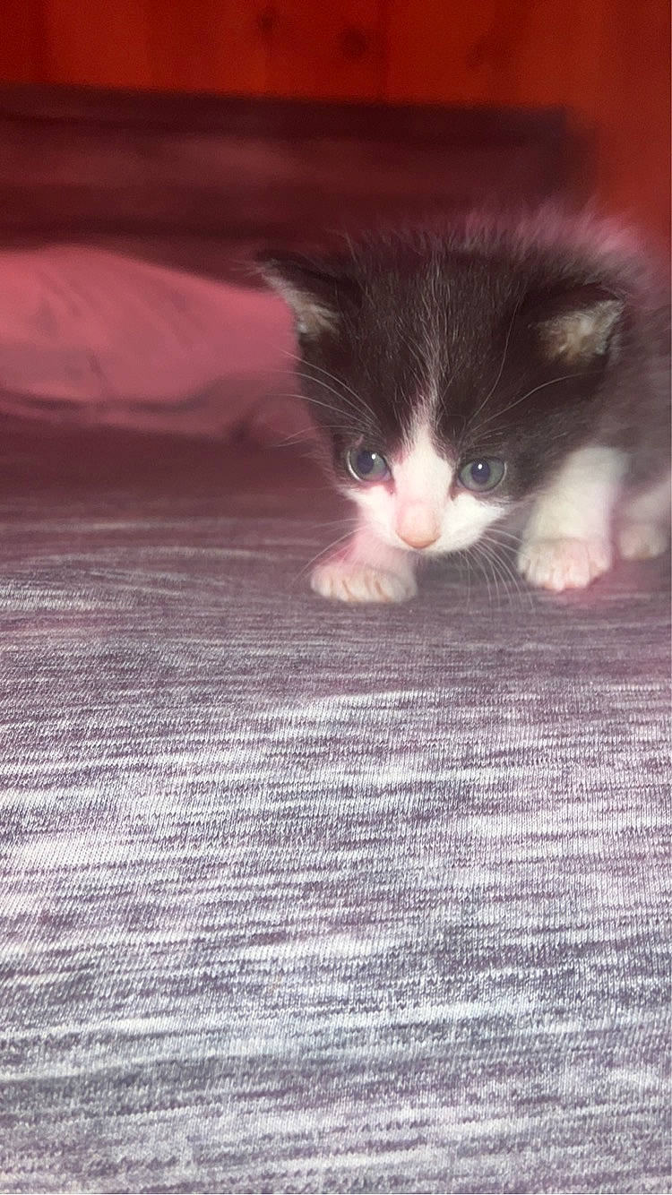 Raja joined the competition — help win amazing prizes! carmine, carnivore, cat, claw, comfort, domestic_short_haired_cat, fawn, felidae, flooring, fur, hardwood, human_leg, linens, paw, small_to_medium_sized_cats, snout, tail, whiskers, wood, woven_fabric