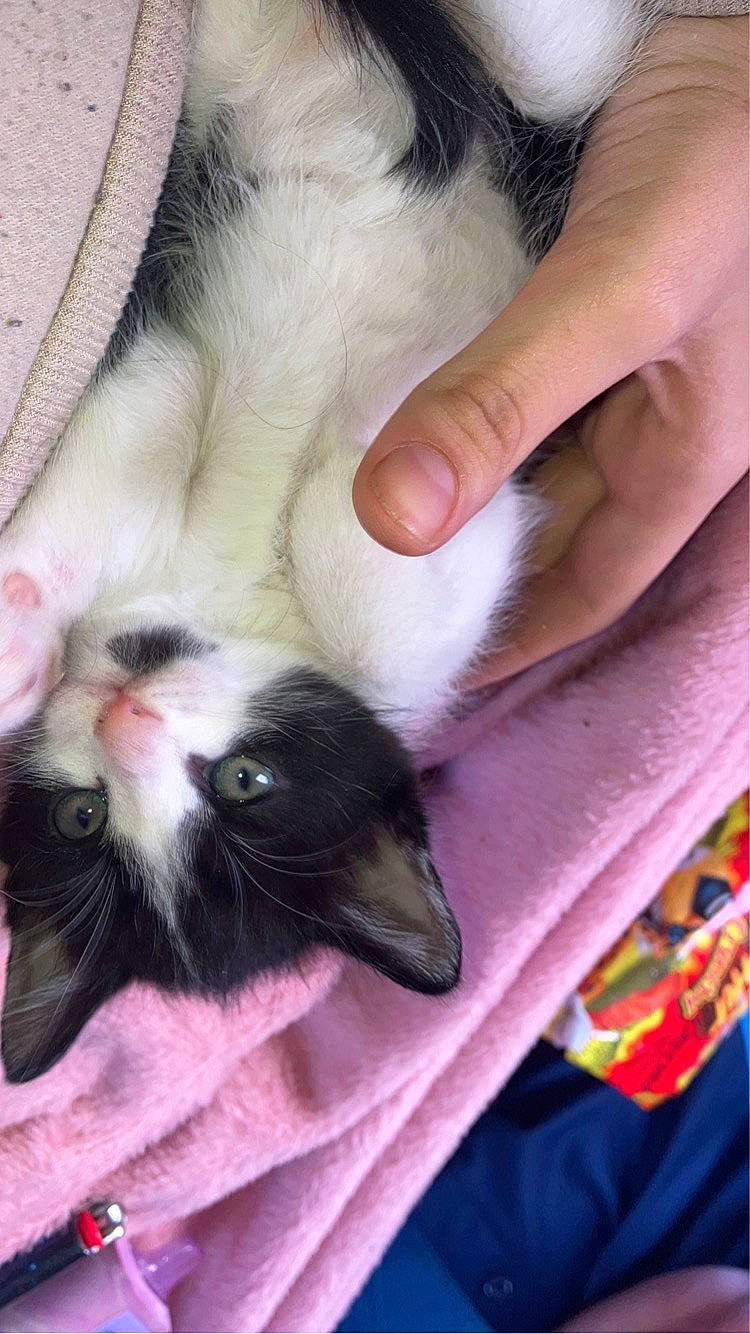 Raja is registered to the contest to win money with this photo: carnivore, cat, comfort, companion_dog, dog_breed, ear, fawn, felidae, finger, fur, gesture, lap, mammal, nail, paw, small_to_medium_sized_cats, snout, tail, vertebrate, whiskers