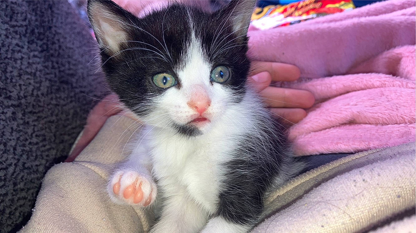 Raja joined the competition — help win amazing prizes! carnivore, cat, claw, comfort, domestic_short_haired_cat, eye, felidae, foot, fur, head, lap, nail, paw, small_to_medium_sized_cats, snout, whiskers