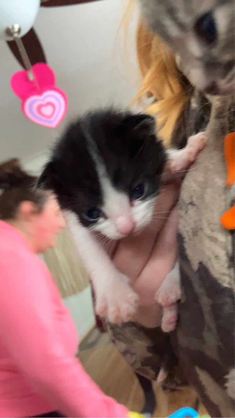 Raja is registered to the contest to win money with this photo: bangs, black_hair, canidae, carnivore, cat, comfort, companion_dog, domestic_short_haired_cat, felidae, fur, human_leg, lap, magenta, nail, small_to_medium_sized_cats, snout, tail, thigh, whiskers