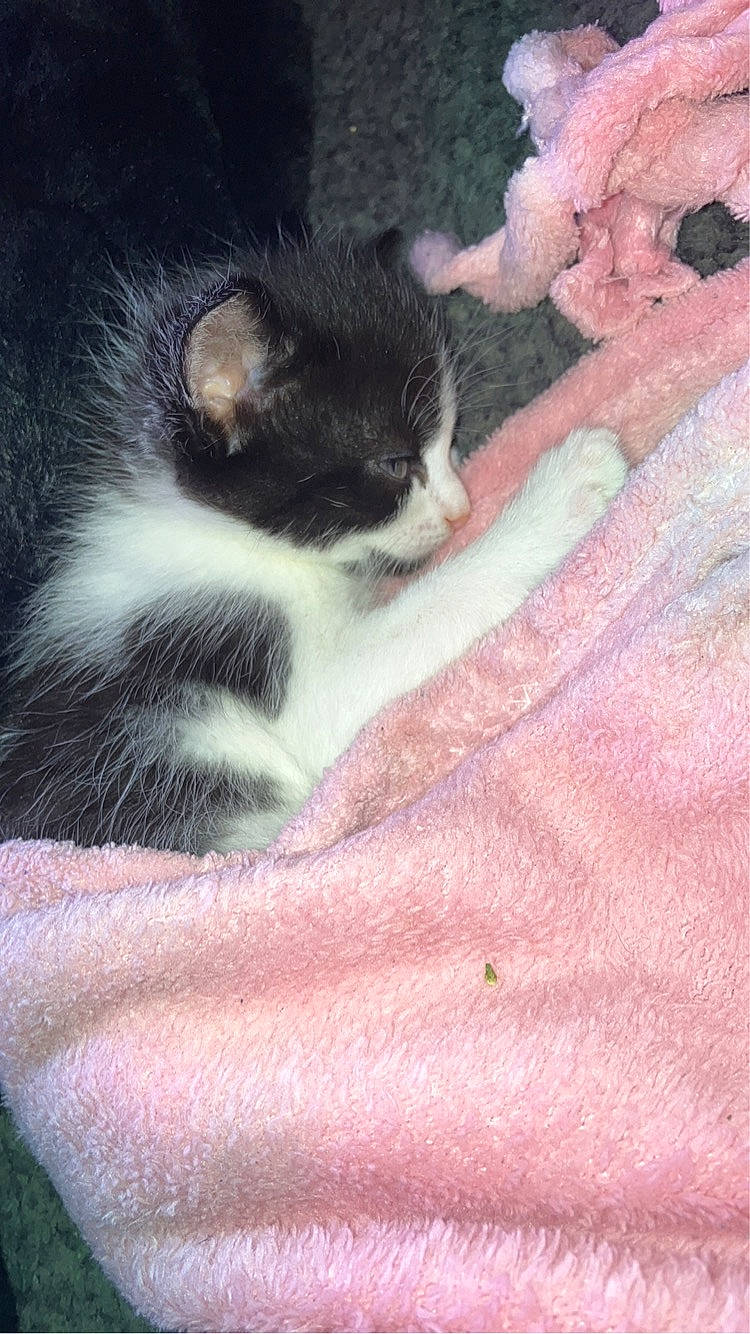 Raja is registered to the contest to win money with this photo: canidae, carnivore, cat, claw, domestic_short_haired_cat, eye, felidae, foot, fur, grass, human_leg, nap, paw, petal, plant, small_to_medium_sized_cats, snout, tail, tree, whiskers