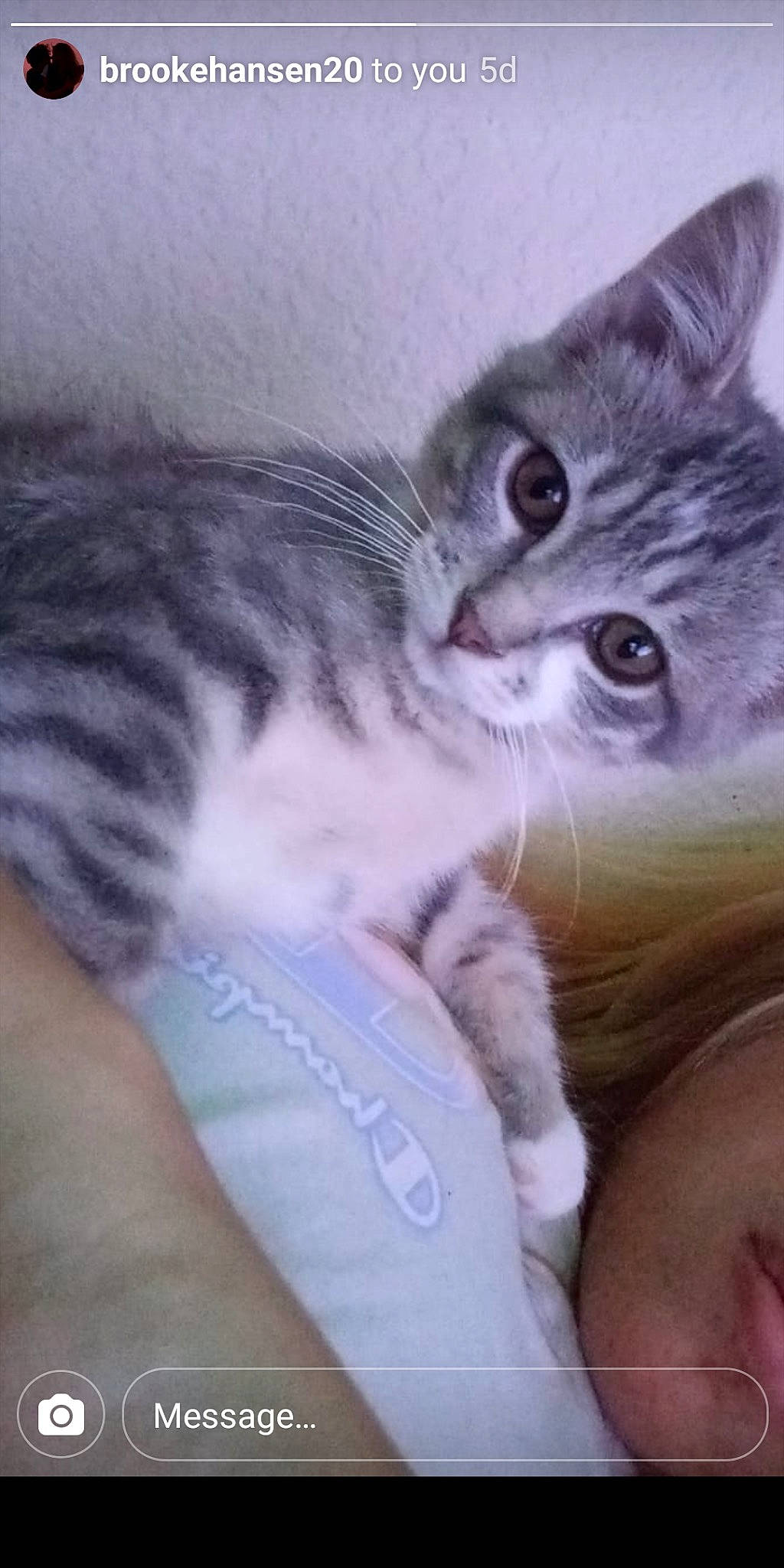 Mittens is registered to the contest to win money with this photo: carnivore, cat, claw, comfort, domestic_short_haired_cat, ear, eye, felidae, fur, nap, paw, small_to_medium_sized_cats, snout, tail, whiskers