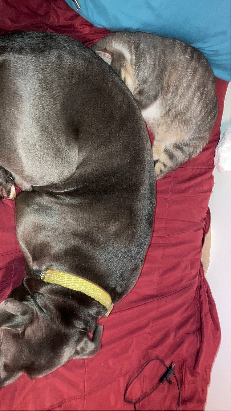 Mittens is registered to the contest to win money with this photo: carnivore, cat, collar, comfort, companion_dog, dog, dog_breed, dog_collar, dog_supply, fawn, felidae, fur, grey, liver, pet_supply, small_to_medium_sized_cats, snout, sporting_group, tail, working_animal