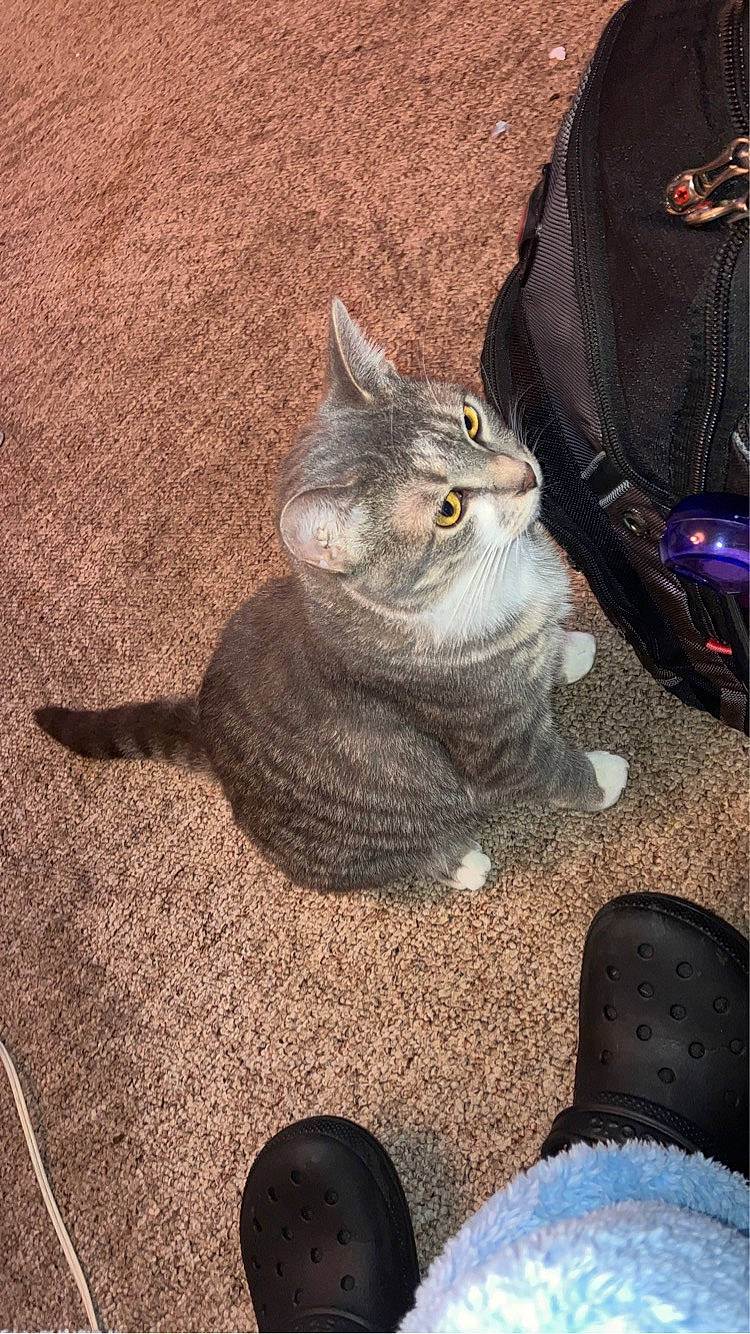 Mittens is registered to the contest to win money with this photo: automotive_tire, bag, black_cat, carnivore, cat, claw, denim, domestic_short_haired_cat, felidae, flooring, fur, grey, human_leg, luggage_and_bags, paw, sitting, small_to_medium_sized_cats, snout, tail, whiskers