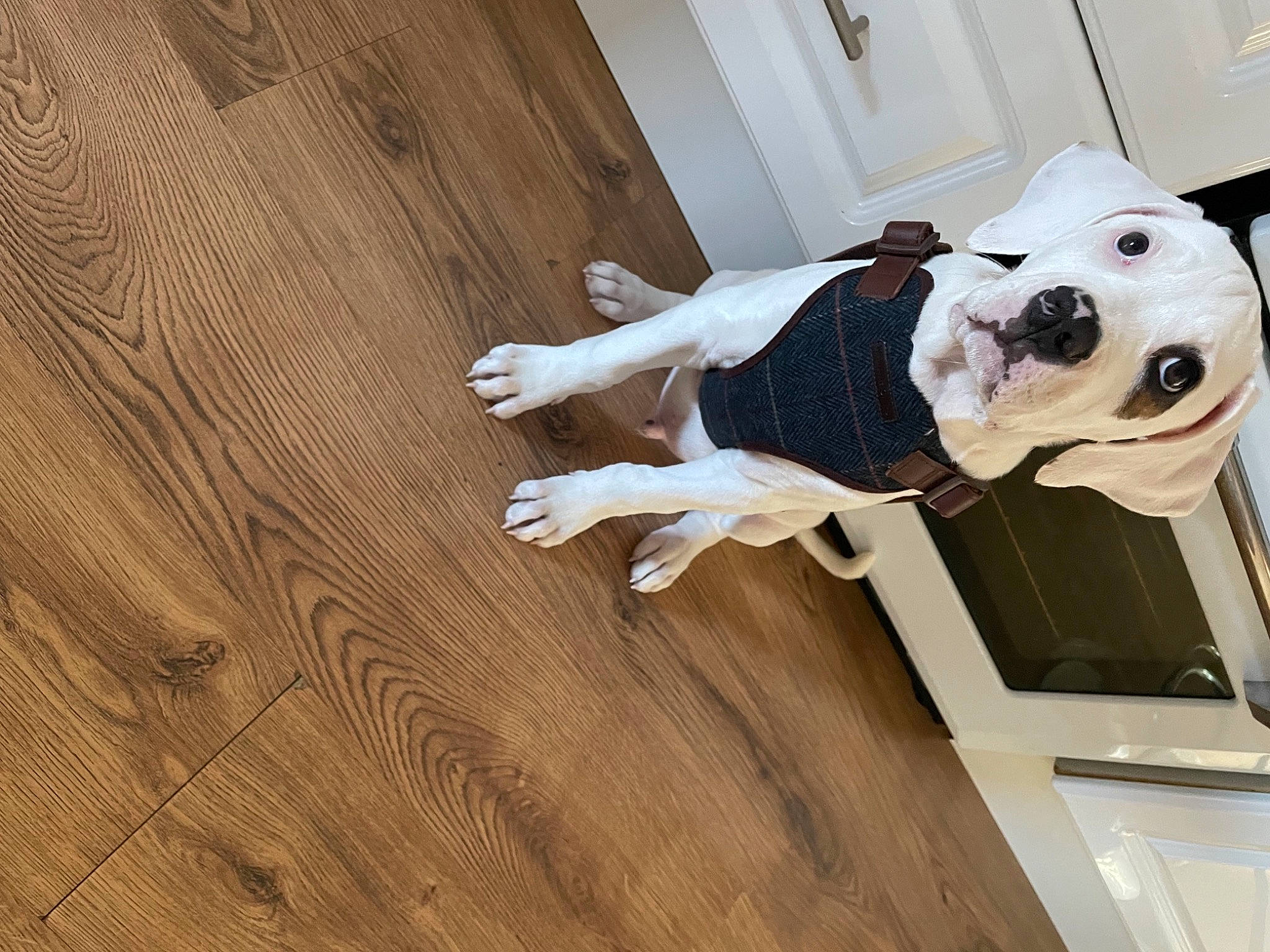 Kobi is registered to the contest to win money with this photo: carnivore, collar, companion_dog, dog, dog_breed, dog_clothes, dog_collar, fawn, flooring, hardwood, personal_protective_equipment, pet_supply, snout, tail, toy, varnish, window, wood, wood_stain, working_animal