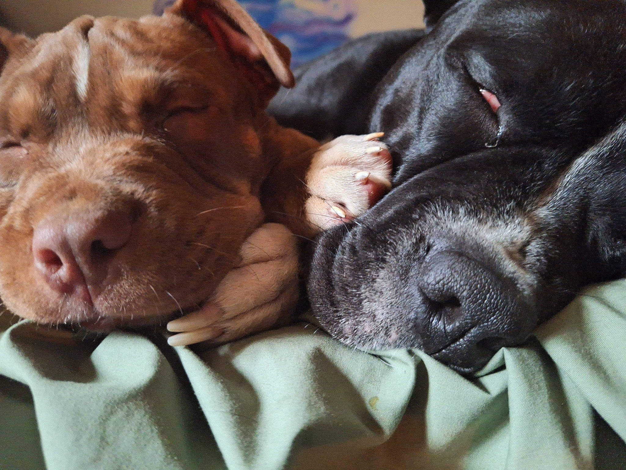 Boogie And Buddy is registered to the contest to win money with this photo: canidae, carnivore, comfort, companion_dog, dog, dog_breed, ear, fawn, fur, gun_dog, liver, natural_material, nose, puppy, snout, sporting_group, terrestrial_animal, whiskers, working_animal, wrinkle