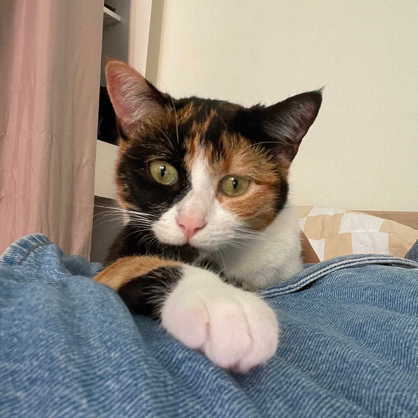 Molly a rejoint le concours — aidez-le/la à gagner de superbes lots ! abyssinian, animal, bed, bedroom, blanket, cat, couch, cushion, furniture, homedecor, indoors, kitten, manx, person, pet, quilt, rat, rodent, room, sleeping