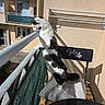 Naku participe au concours pour gagner de l'argent avec cette photo : cat, balcony, chair, cushion, fence, railing, sunlight, shadow, wall, building, window, door, outdoor, pet, curious, black_and_white, fur, resting, daytime, urban