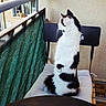 cat, black_and_white, sitting, chair, cushion, balcony, railing, looking_sideways, fur, pet, domestic_animal, indoor, window, building, tile_floor, resting, curious, whiskers, tail, quiet