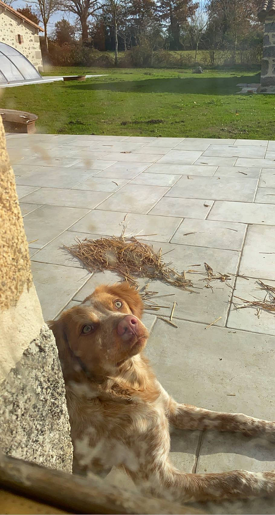 Salko participe au concours pour gagner de l'argent avec cette photo : asphalt, carnivore, companion_dog, dog, dog_breed, fawn, felidae, floor, flooring, grass, macaque, mammal, plant, rhesus_macaque, road, road_surface, sidewalk, snout, terrestrial_animal, wood