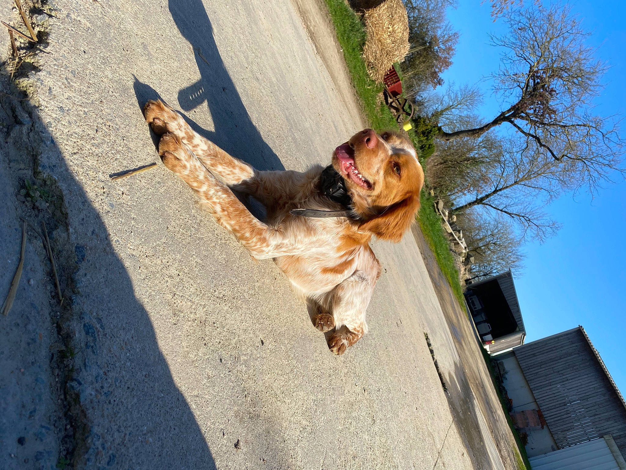 Salko a rejoint le concours — aidez-le/la à gagner de superbes lots ! asphalt, canidae, carnivore, companion_dog, dog, dog_breed, eyewear, fawn, glasses, leash, leisure, plant, recreation, road_surface, sidewalk, sky, sporting_group, sunglasses, tail, tree