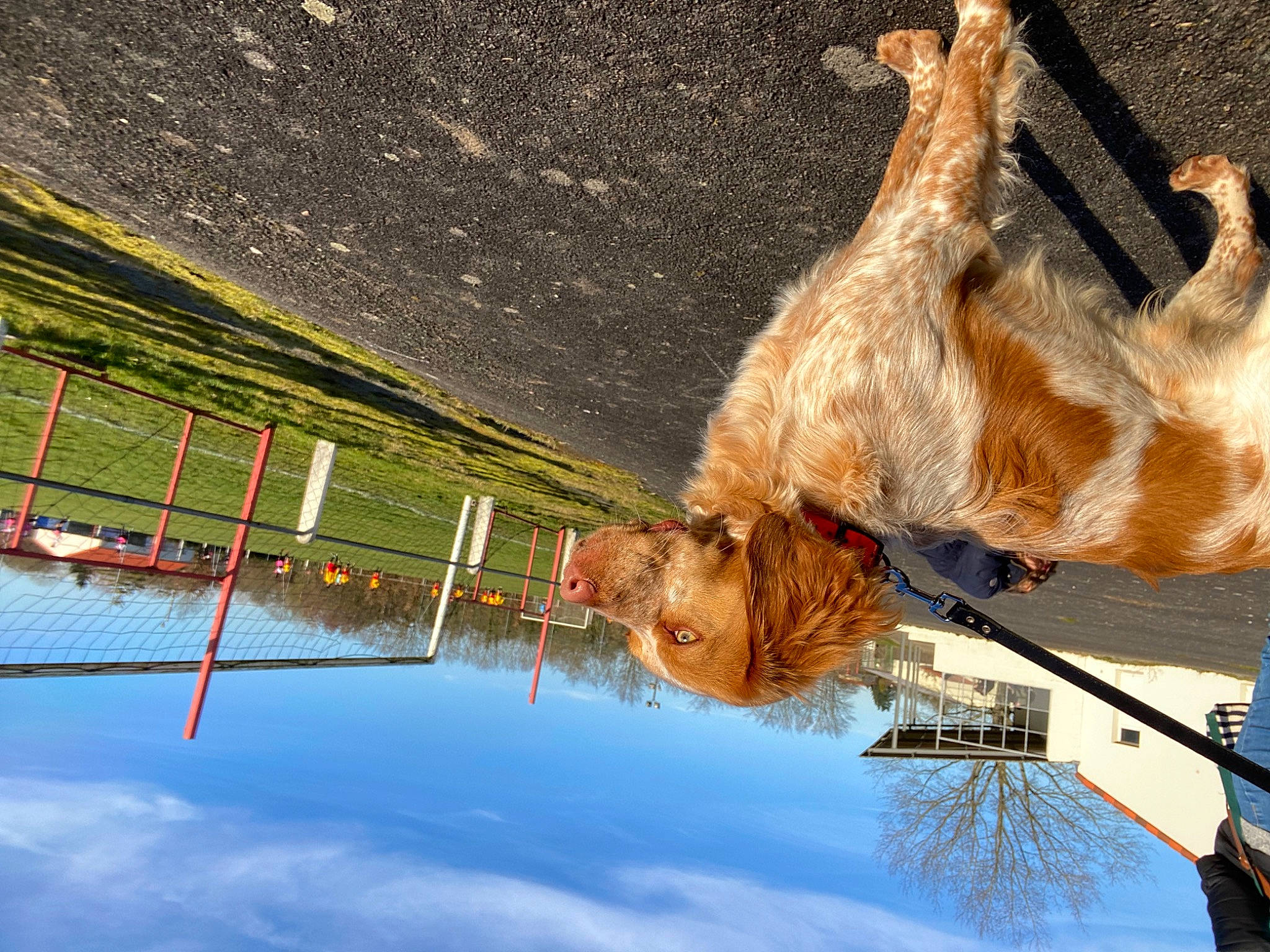 Salko participe au concours pour gagner de l'argent avec cette photo : art, cloud, dog, dog_breed, dog_collar, leash, leisure, pack_animal, recreation, sky, slope, tail, tree, twig, vehicle, water, window, winter, wood, working_animal