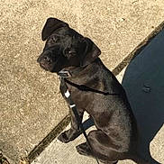 Kodi is registered to the contest to win money with this photo: dog, black_dog, pet, canine, sitting, sidewalk, pavement, outdoor, sunlight, shadow, leash, collar, grass, walk, animal, portrait, looking_at_camera, short_hair, concrete, daytime