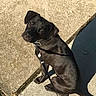 dog, black_dog, pet, canine, sitting, sidewalk, pavement, outdoor, sunlight, shadow, leash, collar, grass, walk, animal, portrait, looking_at_camera, short_hair, concrete, daytime
