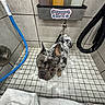 Kimber joined the competition — help win amazing prizes! dog, bath, soap, shower, tile_floor, tile_wall, hose, shampoo_bottles, pet_grooming, small_dog, soap_bubbles, bath_towel, hand, leash, bathroom, cleaning, wet_dog, animal, indoor, looking_up