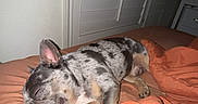 Kimber is registered to the contest to win money with this photo: dog, sleeping, bed, blanket, indoor, resting, pet, canine, orange, comfort, fur, nap, animal, quiet, domestic, cozy, spotted, relaxation, home, fur_pattern
