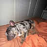 dog, sleeping, bed, blanket, indoor, resting, pet, canine, orange, comfort, fur, nap, animal, quiet, domestic, cozy, spotted, relaxation, home, fur_pattern