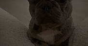 Kimber is registered to the contest to win money with this photo: animal, cushion, cute, dog, ears, face, french_bulldog, fur, home, indoor, low_light, mammal, one_eye, paw, pet, puppy, quiet, resting, shadow, sofa