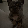 Kimber is registered to the contest to win money with this photo: dog, french_bulldog, pet, indoor, cushion, sofa, one_eye, animal, mammal, puppy, ears, fur, face, paw, resting, home, quiet, shadow, low_light, cute
