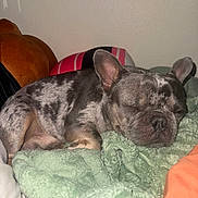 Kimber is registered to the contest to win money with this photo: dog, french_bulldog, sleeping, blanket, indoor, resting, pet, cozy, fur, snout, ears, cushion, brown, gray, animal, companion, domestic, cute, relaxed, bed