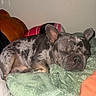 dog, french_bulldog, sleeping, blanket, indoor, resting, pet, cozy, fur, snout, ears, cushion, brown, gray, animal, companion, domestic, cute, relaxed, bed