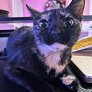 Rio is registered to the contest to win money with this photo: animal, black_surface, blurred_background, cat, close_up, curious, cute, domestic, ears, face, fur, indoor, laptop, paw, pet, pink_wall, resting, technology, tortoiseshell, whiskers