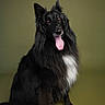 dog, black_dog, sitting, tongue_out, fluffy, long_hair, white_chest, studio_photo, portrait, pet, animal, canine, ears_up, alert, looking_at_camera, isolated_background, indoors, friendly, cute, well_groomed