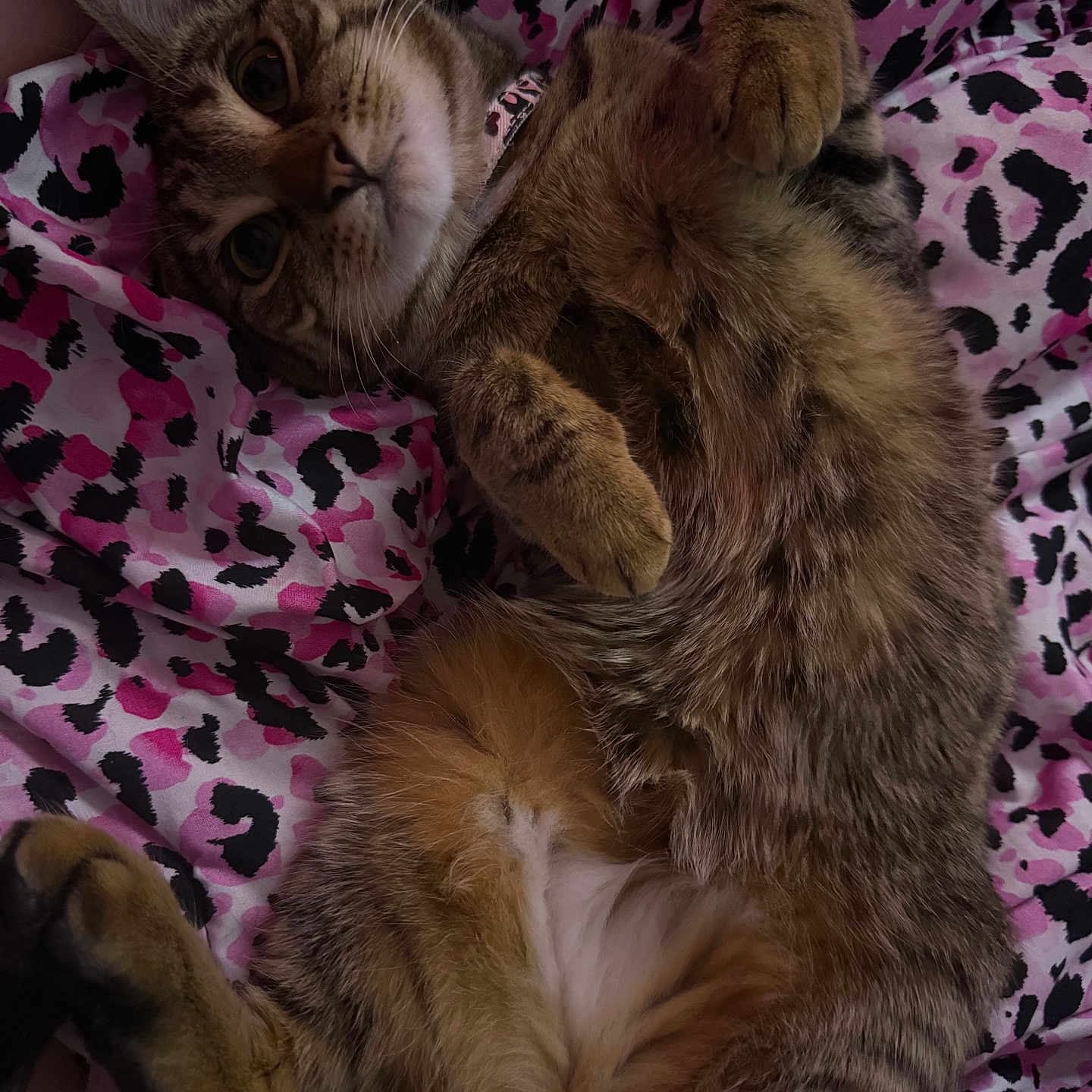 Luna is registered to the contest to win money with this photo: bed, belly_up, cat, close_up, collar, cozy, cute, feline, fur, indoor, leopard_print, looking_up, patterned_blanket, paws, pet, pink, portrait, relaxed, tabby_cat, whiskers