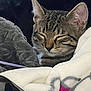 Luna is registered to the contest to win money with this photo: cat, tabby, tabby_cat, pet, sleeping, cozy, blanket, fur, whiskers, ear, indoor, bed, bedding, close_up, relaxed, portrait, cuddly, soft_texture, home, napping