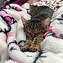 cat, tabby_cat, sleeping, cozy, blanket, paws, whiskers, ears, fur, nap, pet, indoor, bedroom, soft_texture, close_up, relaxing, cute, striped, comfort, bedding