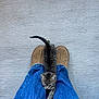 kitten, cat, tabby, jeans, slippers, feet, concrete, floor, pet, animal, small, cute, walking, fur, whiskers, claws, indoor, casual, blue, brown