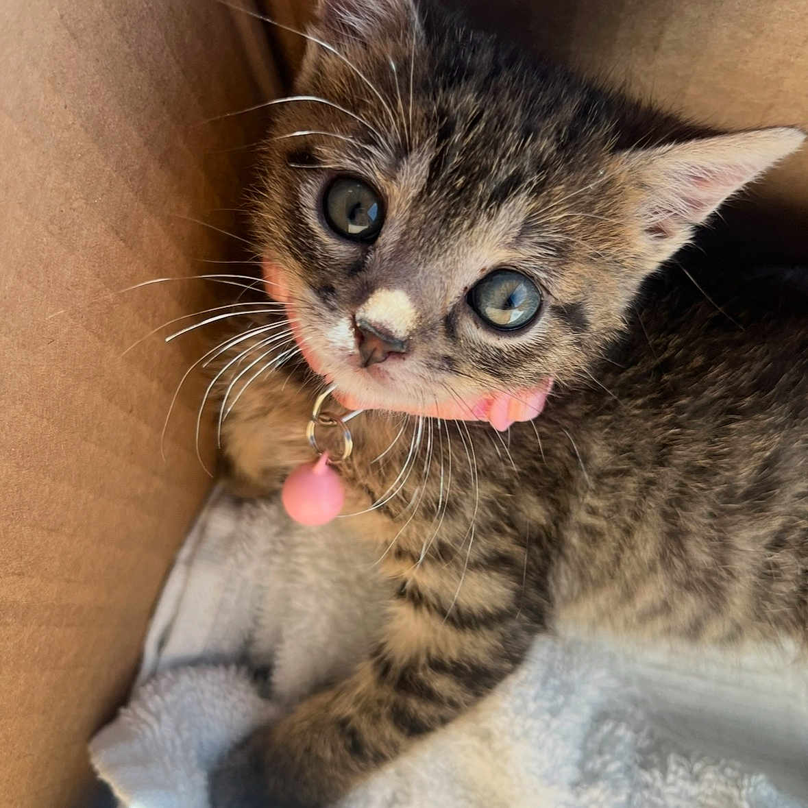 Mazy joined the competition — help win amazing prizes! animal, bell, box, cat, closeup, collar, curious, cute, domestic, eyes, feline, fur, indoor, kitten, pet, small, tabby, towel, whiskers, young