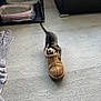 Mazy is registered to the contest to win money with this photo: kitten, cat, slipper, floor, pet_bed, toy, litter_box, cage, towel, wicker_furniture, indoor, playful, pet, collar, concrete, small, cute, animal, feline, domestic