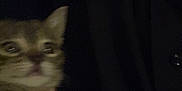 Mazy is registered to the contest to win money with this photo: cat, person, blurry, dim_light, indoor, animal, feline, face, portrait, dark, fur, expression, closeup, unfocused, shadow, hand, clothing, indistinct, low_light, indoor_lighting