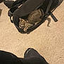 Mazy is registered to the contest to win money with this photo: cat, tabby_cat, black_bag, carpet, laundry_basket, backpack, sock, foot, indoor, floor, furniture, cabinet, pet, playful, relaxed, home, room, casual, domestic, cozy
