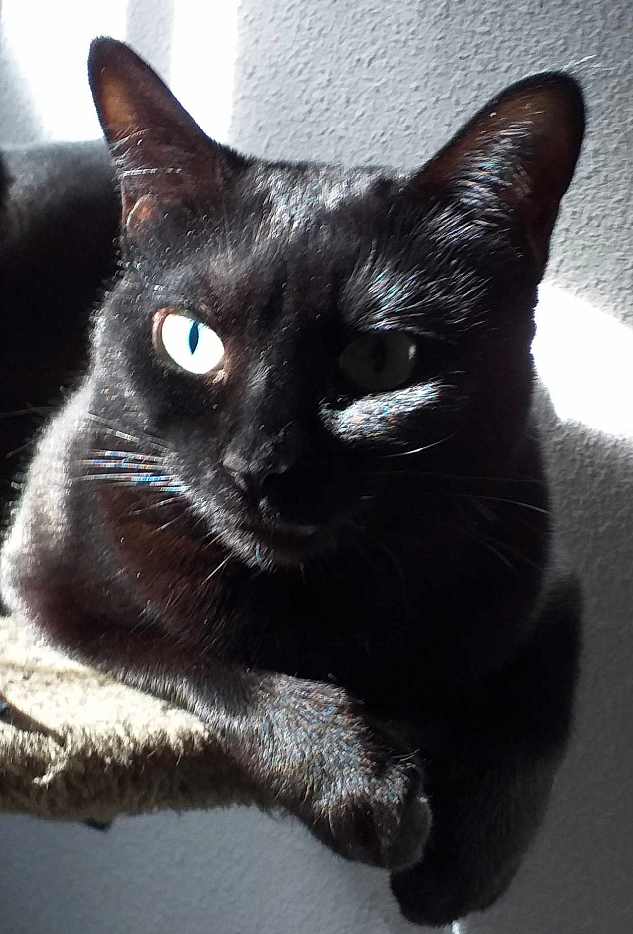 Bagheera
